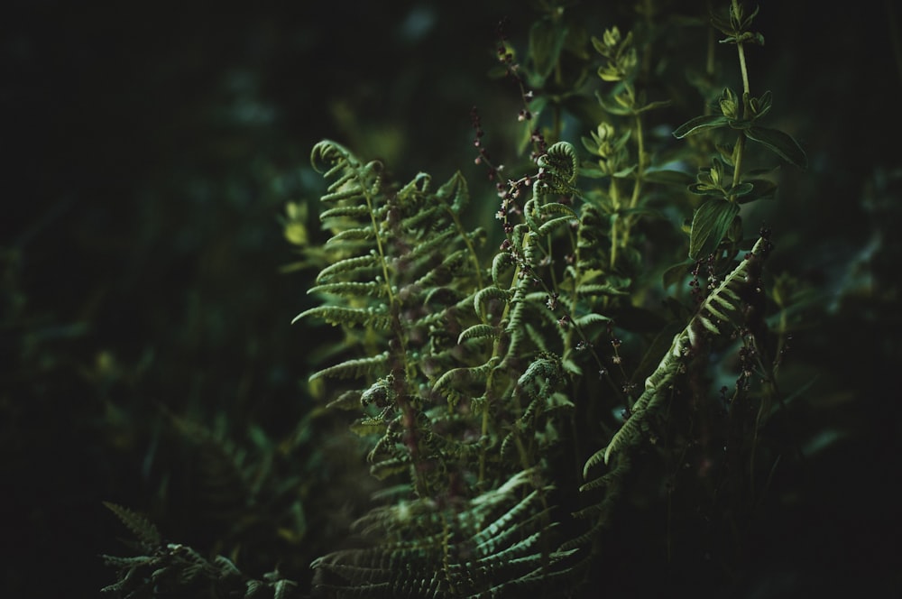 green fern plants