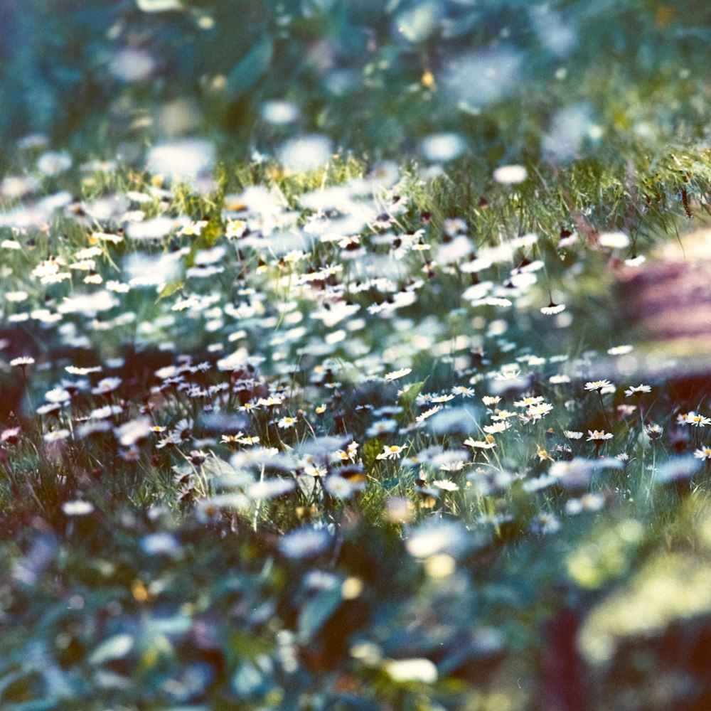 white flowers