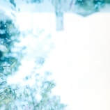 A dreamy, overexposed scene featuring soft-focus flowers and foliage. The colors are subdued, with a pale blue and white aesthetic dominating the composition. The image conveys a sense of serenity and abstraction, with details softly blended into the background.