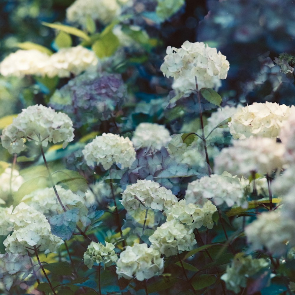 white-petaled flowers