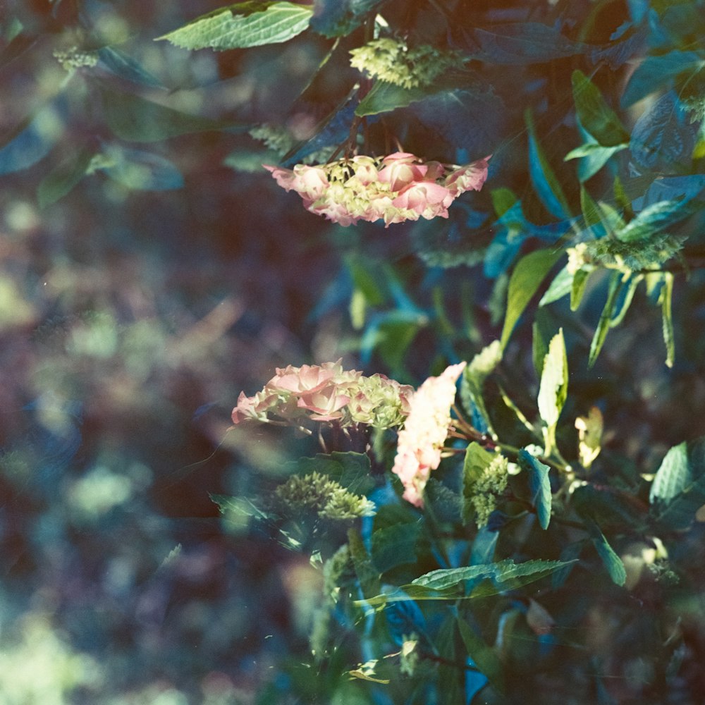 green-leafed plant