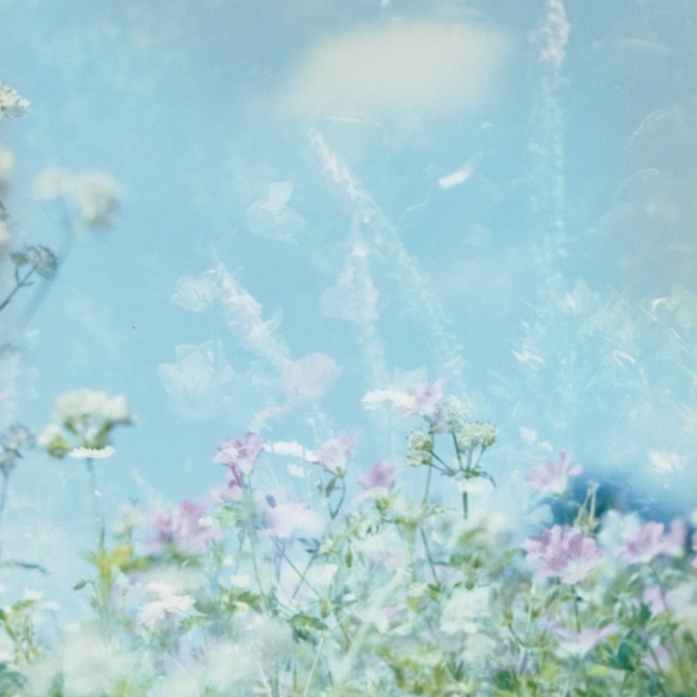 blooming pink petaled flowers under blue and white skies