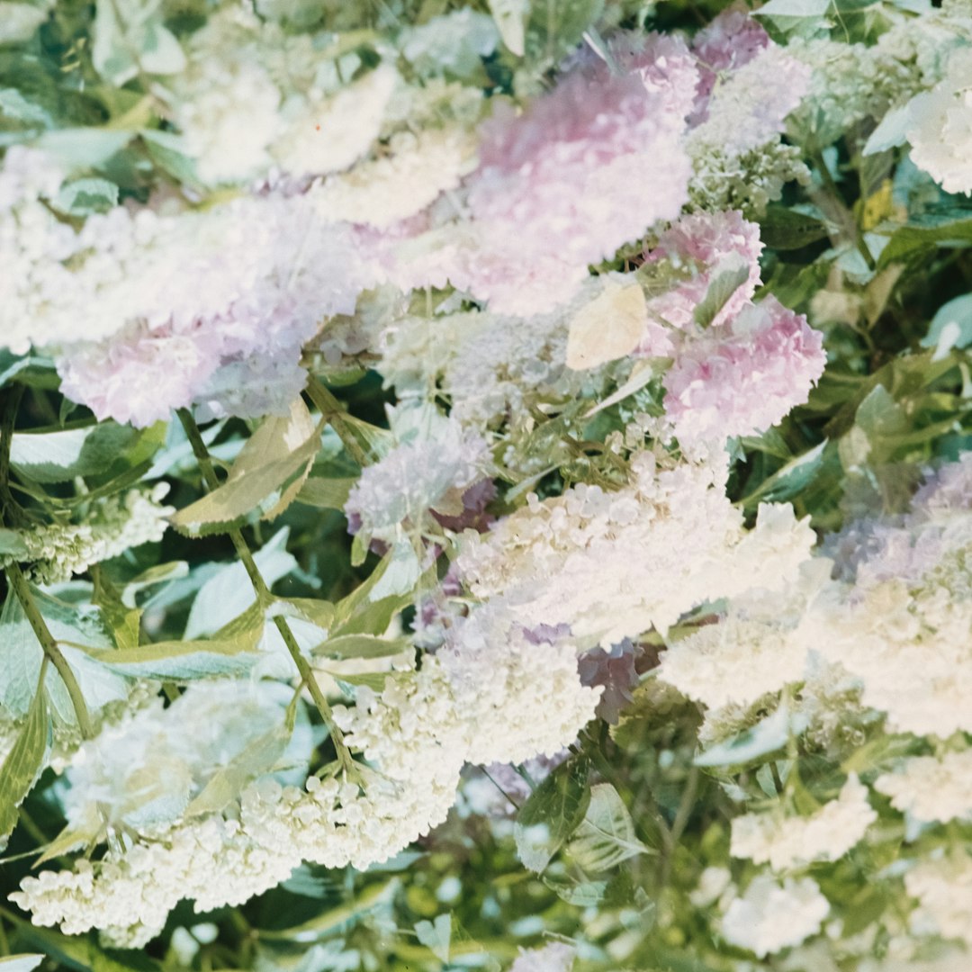 white and pink cluster flowers