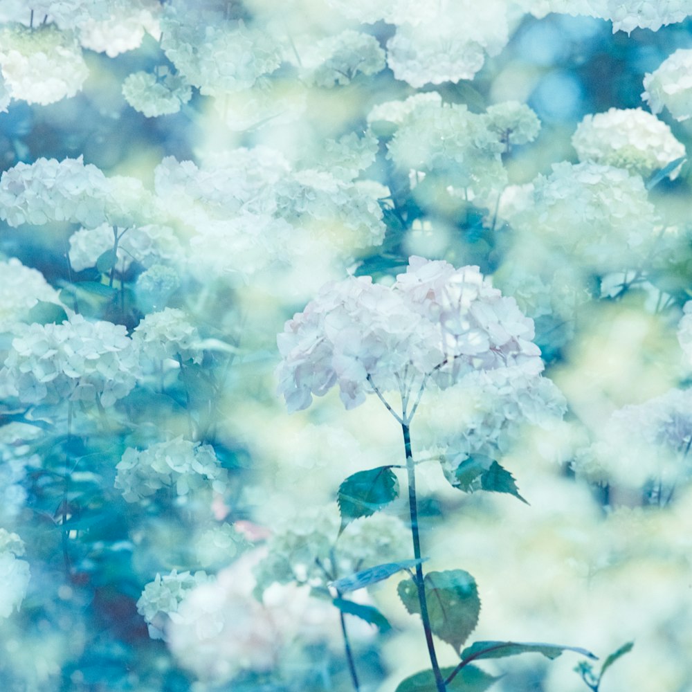 white and purple flowers