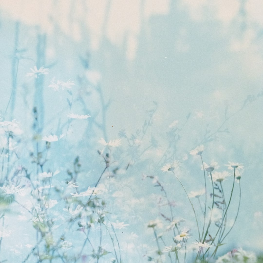 white-petaled flowers