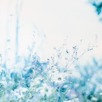 A close-up of a wildflower meadow rendered in soft, impressionistic brushstrokes.