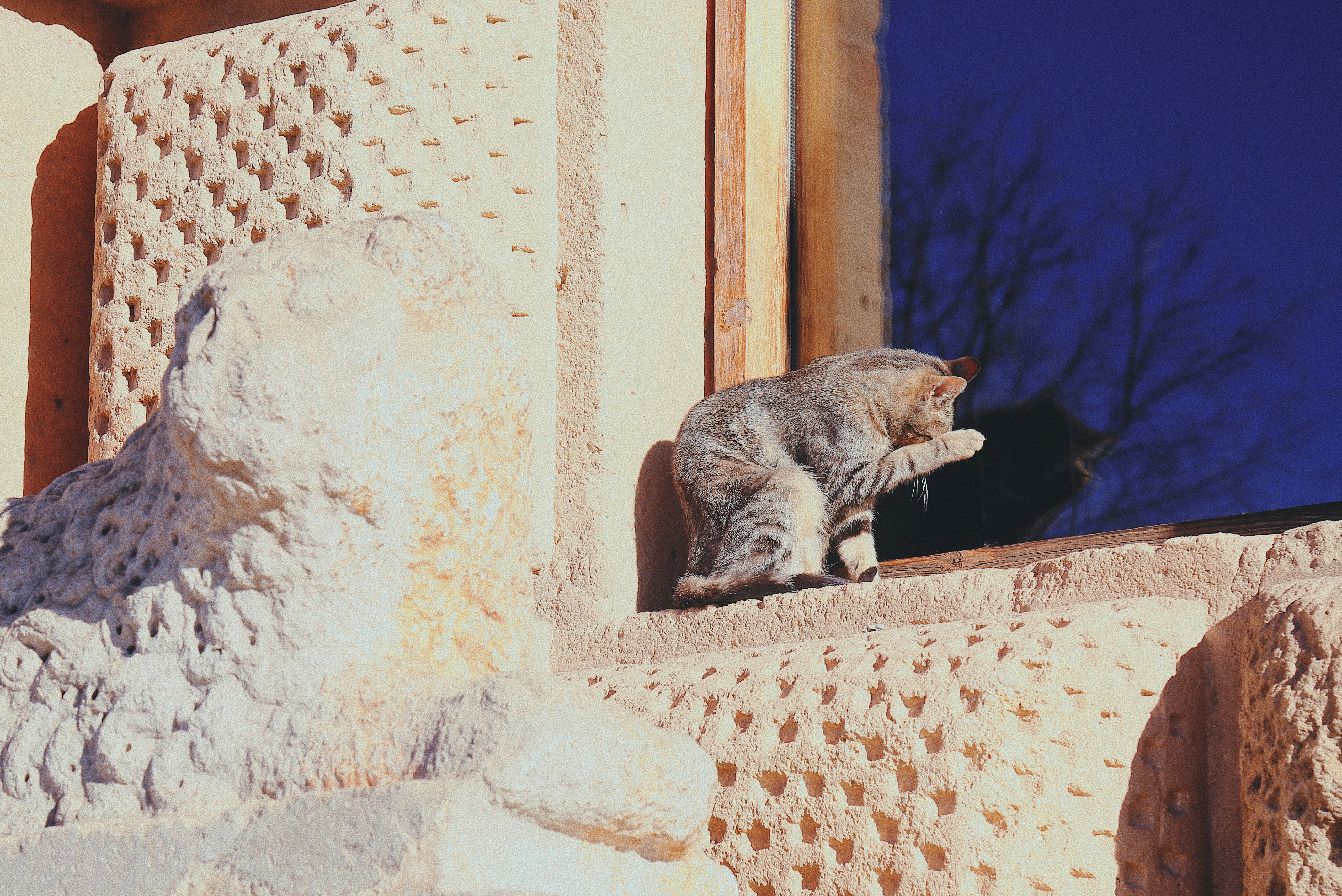 gray tabby cat outside window