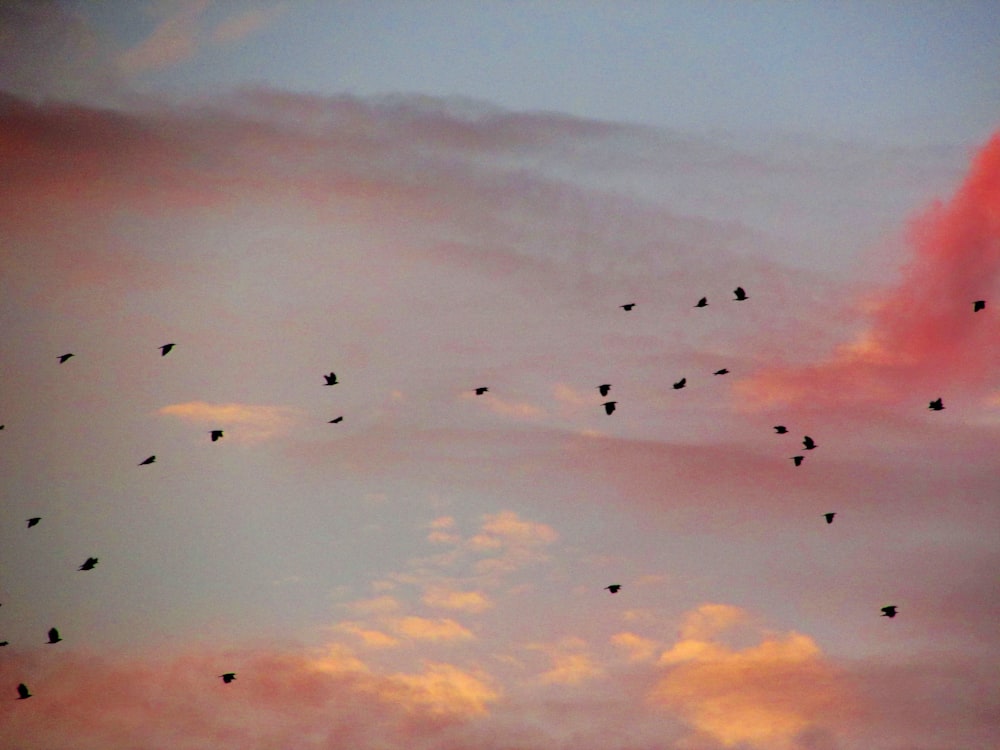 birds in flight among clouds