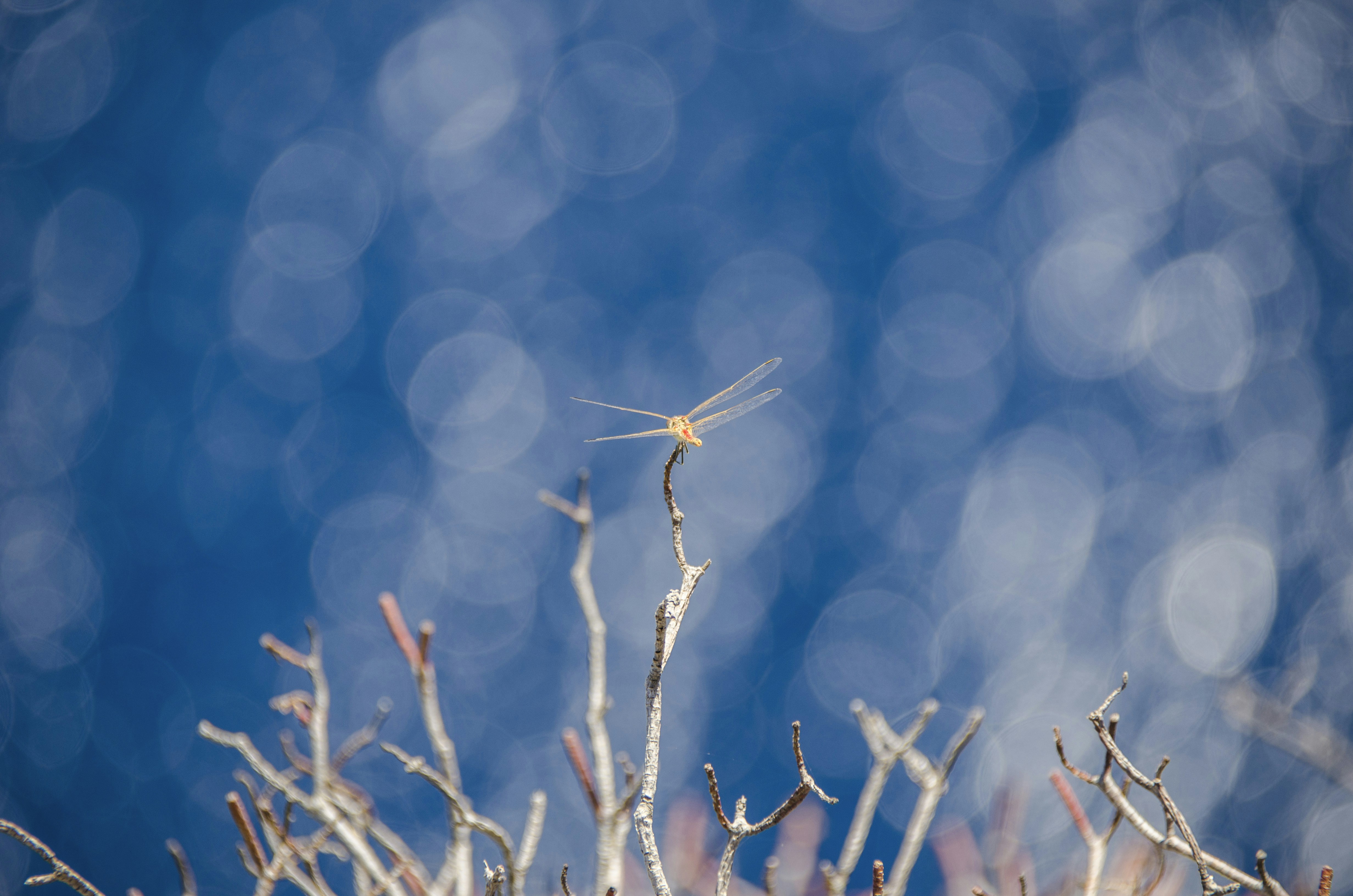 Photo by gopitri_prem