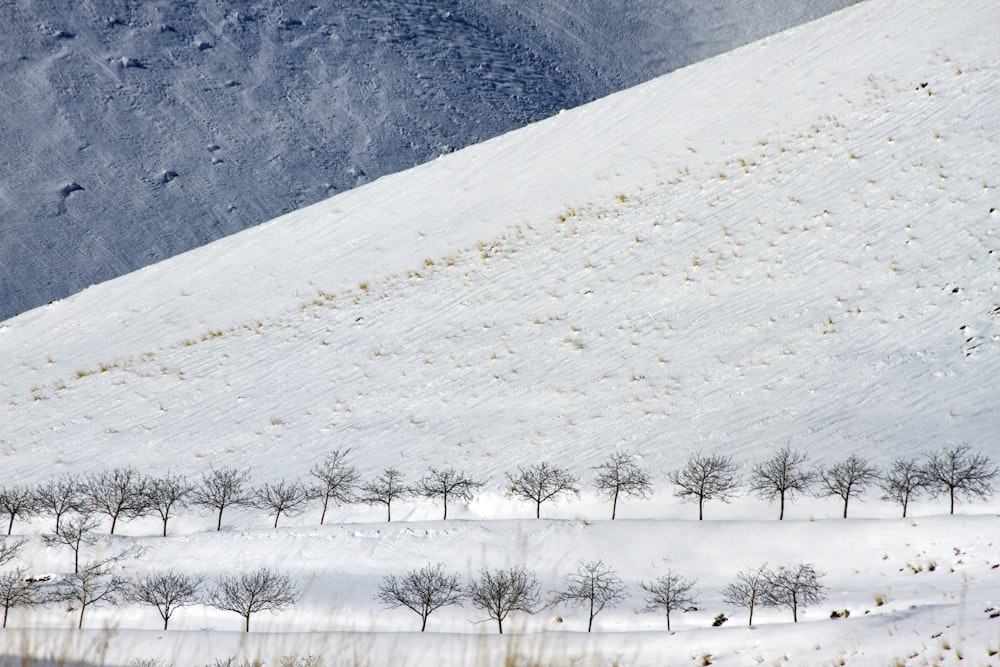 snow and bare tree covered field