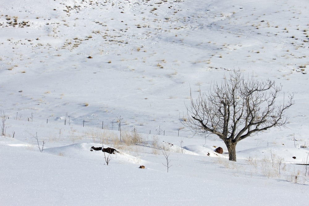 bare tree on snowfield