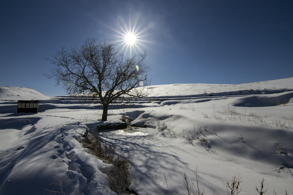 albero spoglio circondato di neve