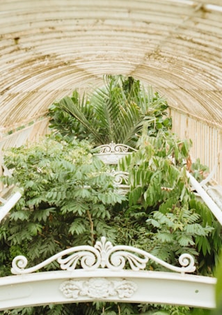 An ornate wrought iron gate or element with intricate scrollwork is surrounded by lush greenery, featuring an abundance of large, leafy plants. The background shows the curvature of a greenhouse or protective structure, which is slightly weathered, adding an aged and natural feel.