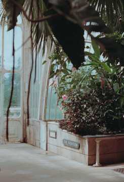 A greenhouse interior featuring lush green plants with pink flowers growing in a raised planter labeled 'The Americas'. Sunlight filters through large, arched windows, creating a serene and natural atmosphere.