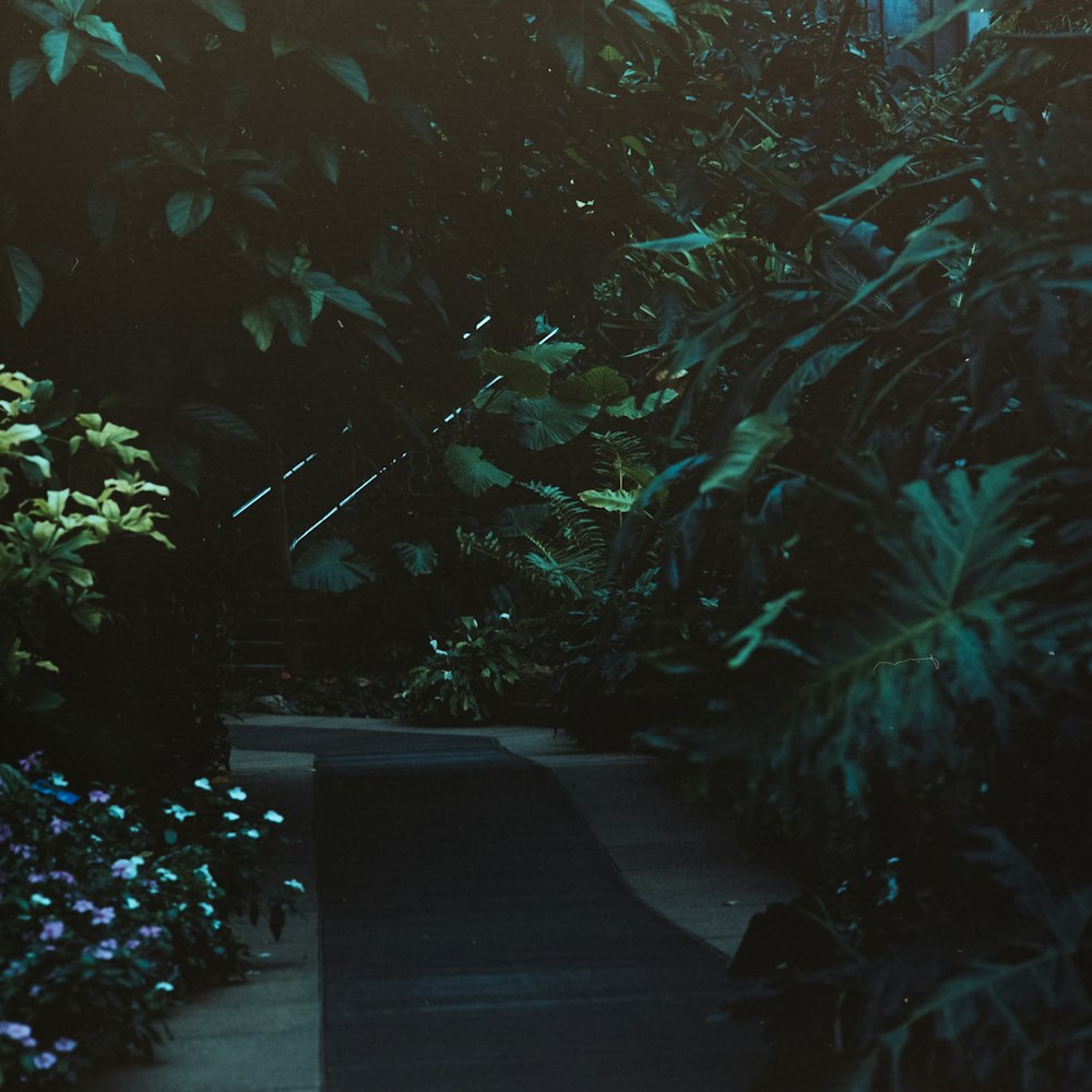 green leafy plants in garden