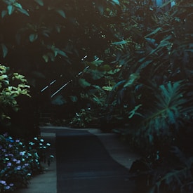A narrow, winding pathway is surrounded by dense, lush greenery. The scene is dimly lit, evoking a sense of mystery as the path disappears into the deeper foliage. Blue and green tones dominate, creating a tranquil and serene environment.