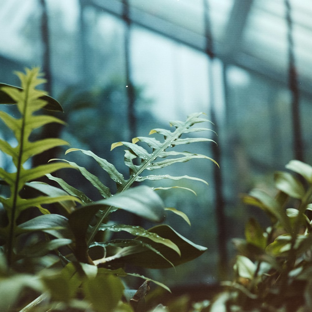 selective focus photography of green plant