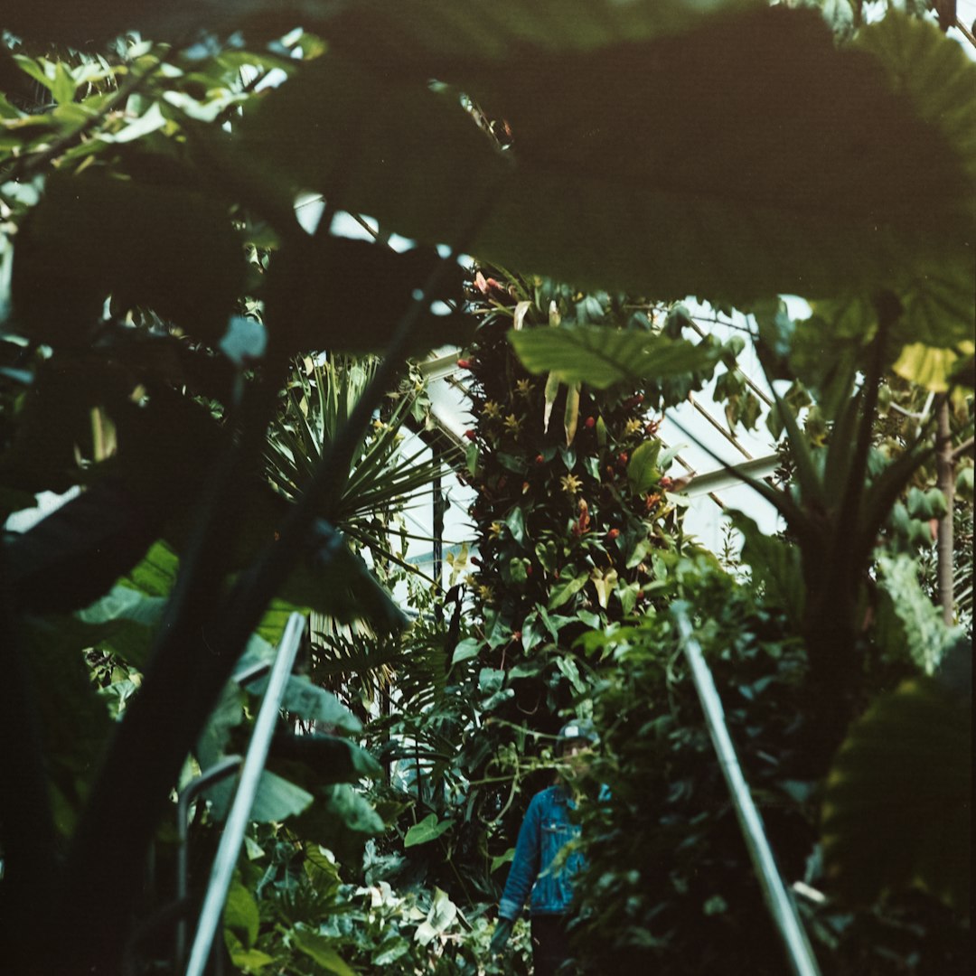 man standing beside plants