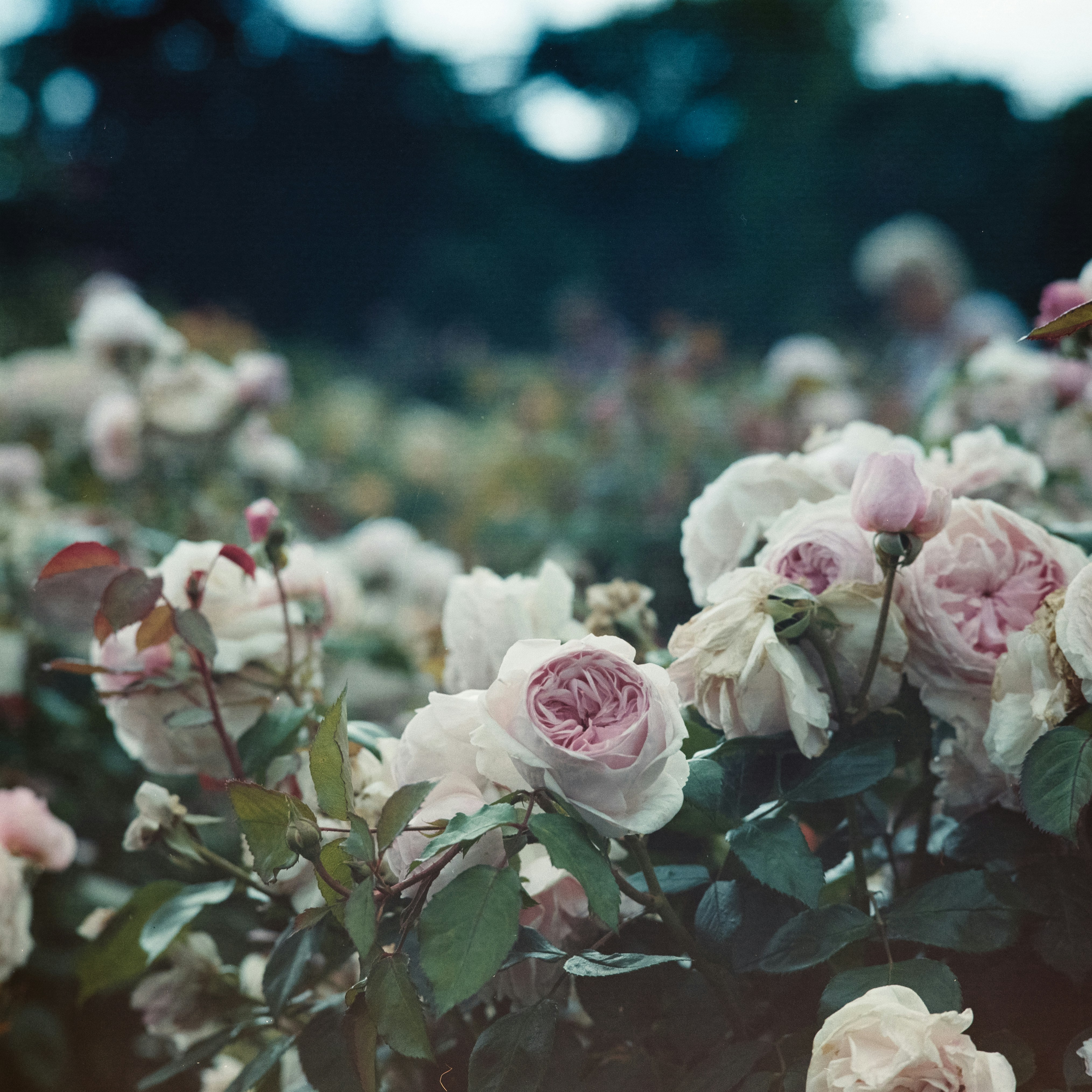 Photo by anniespratt