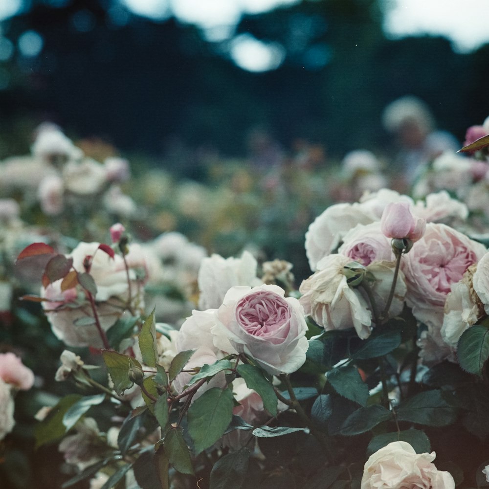 pink rose flowers o