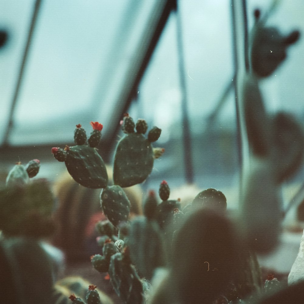 green cactus plants