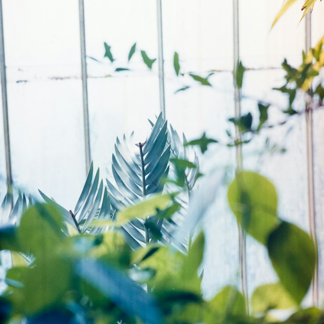 green plant leaves