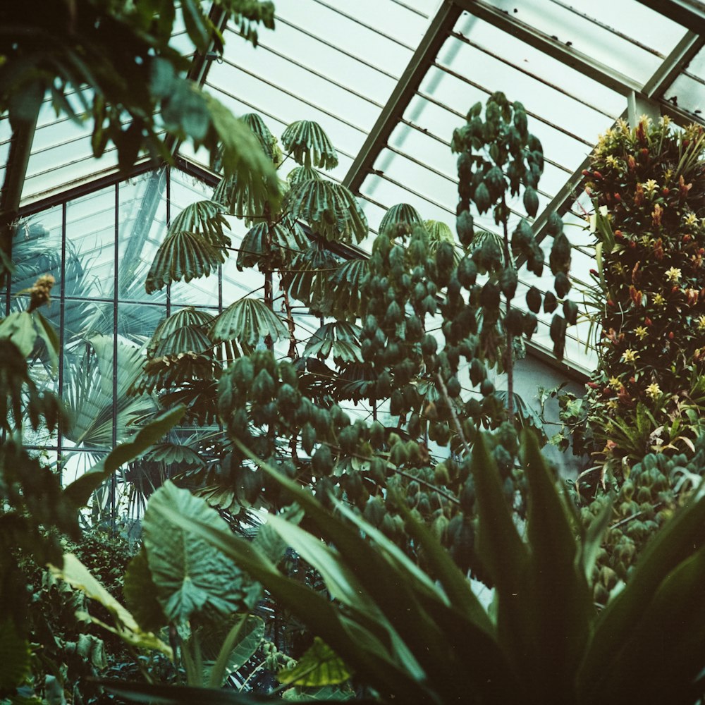 Interior de un invernadero