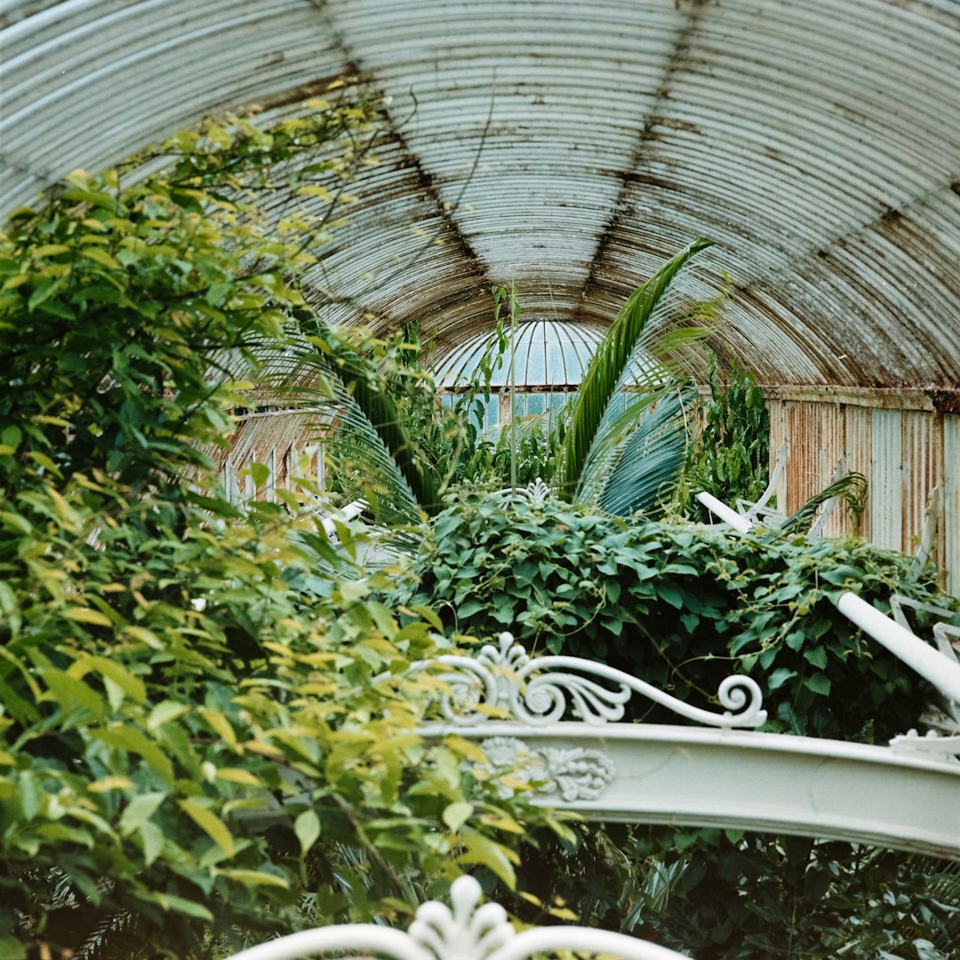 interior of a greenhouse