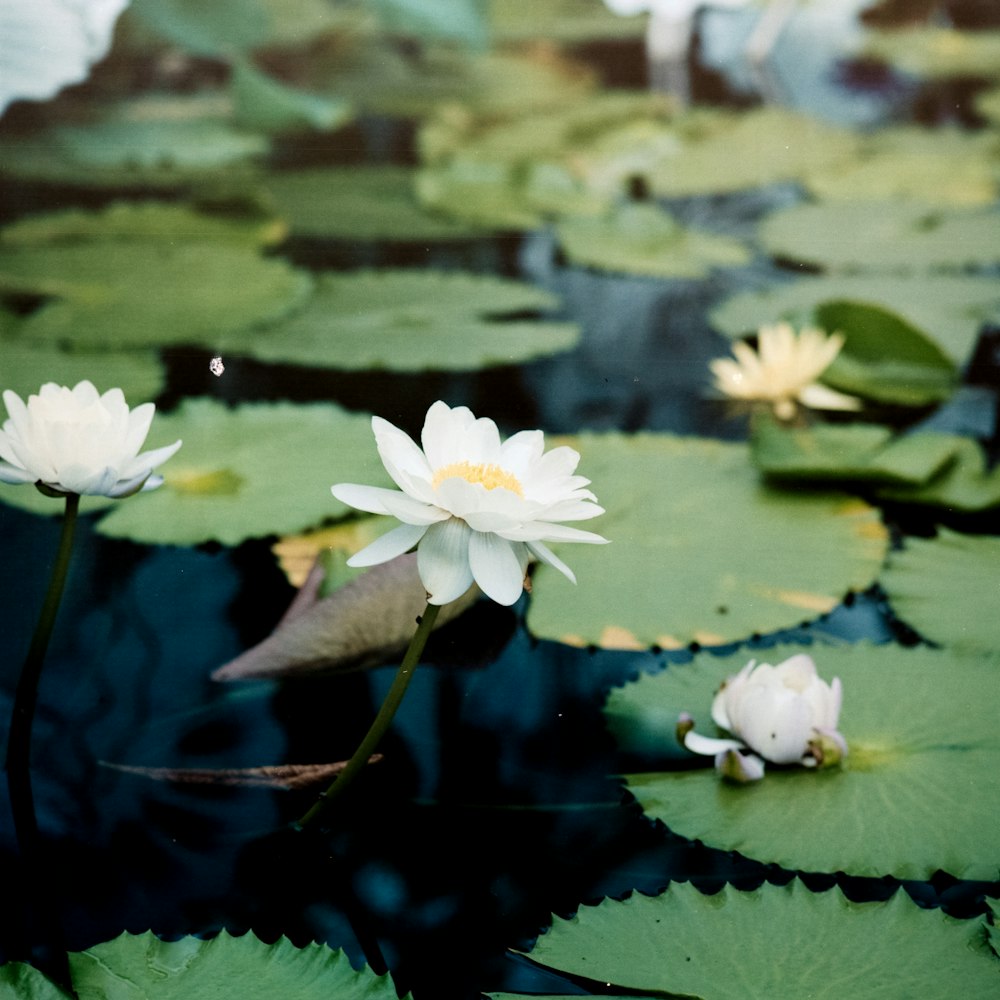 white flowers and green lily pads
