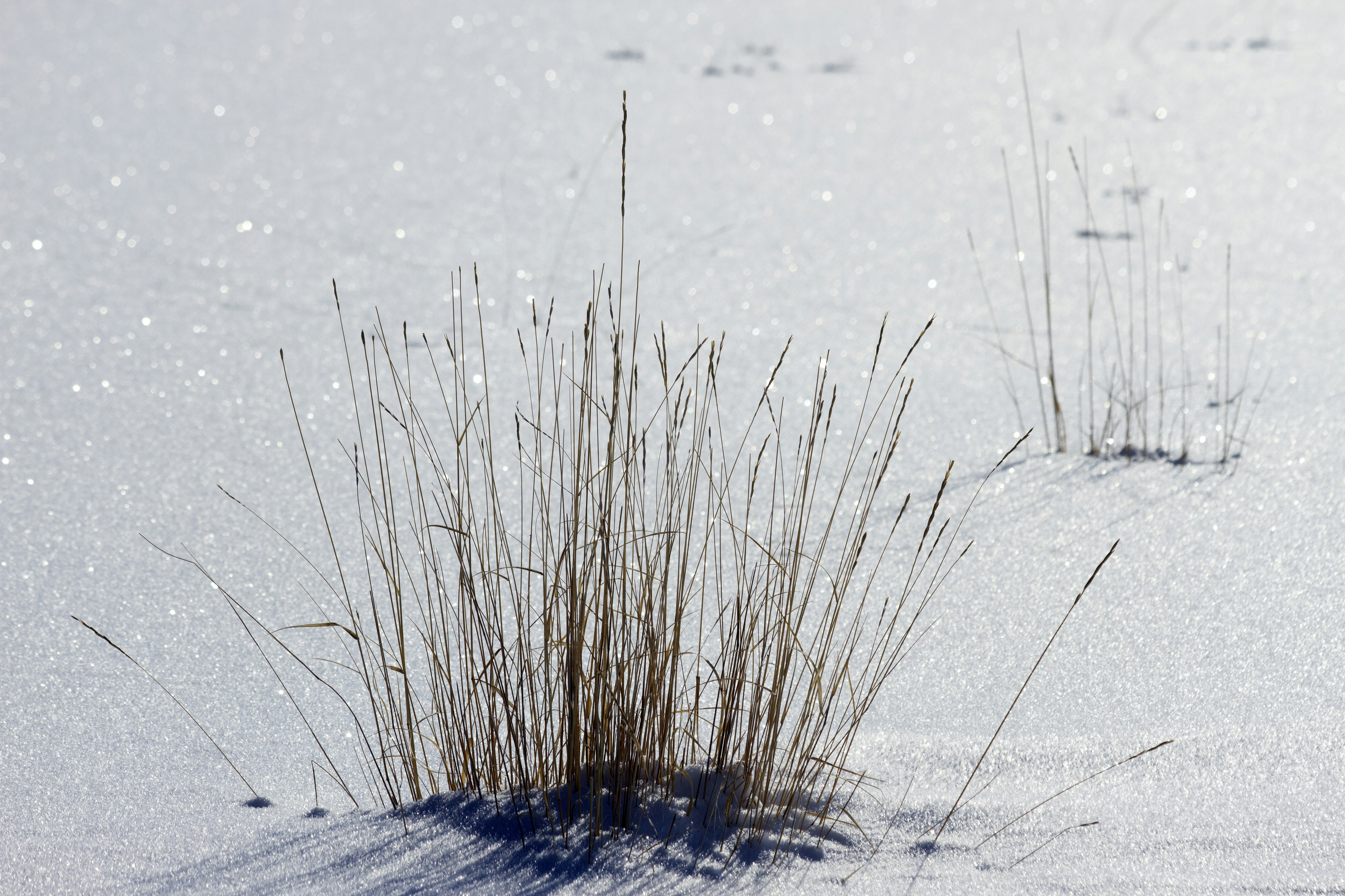 brown grass