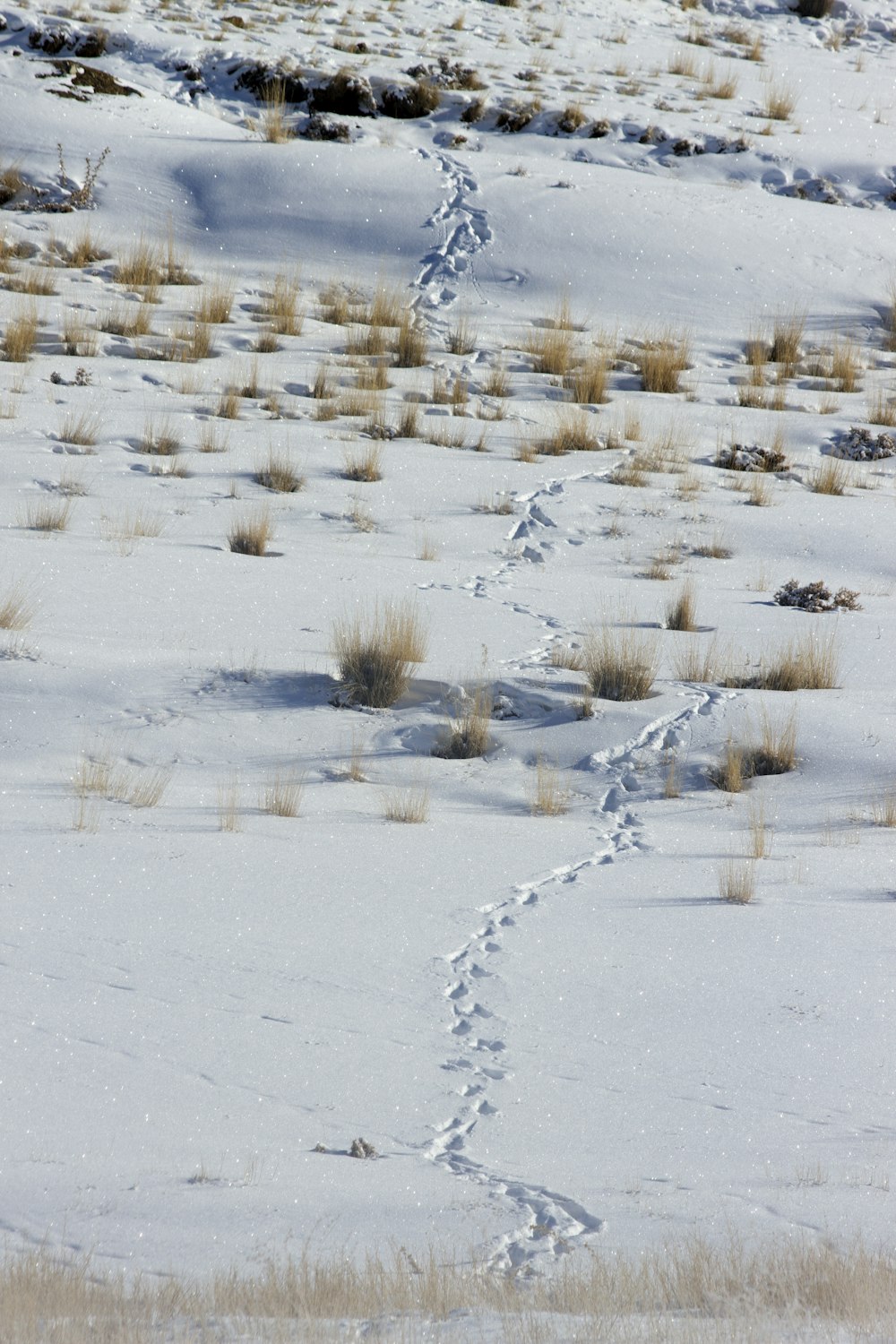 track print on snow