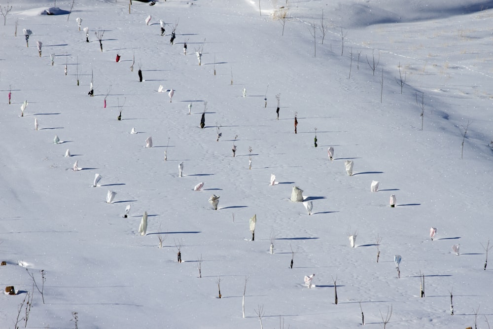 field covered with snow