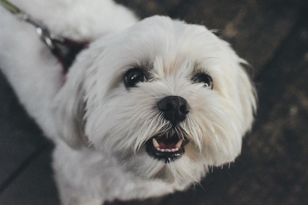 adult white Maltese