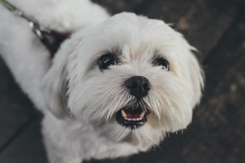 Malteser