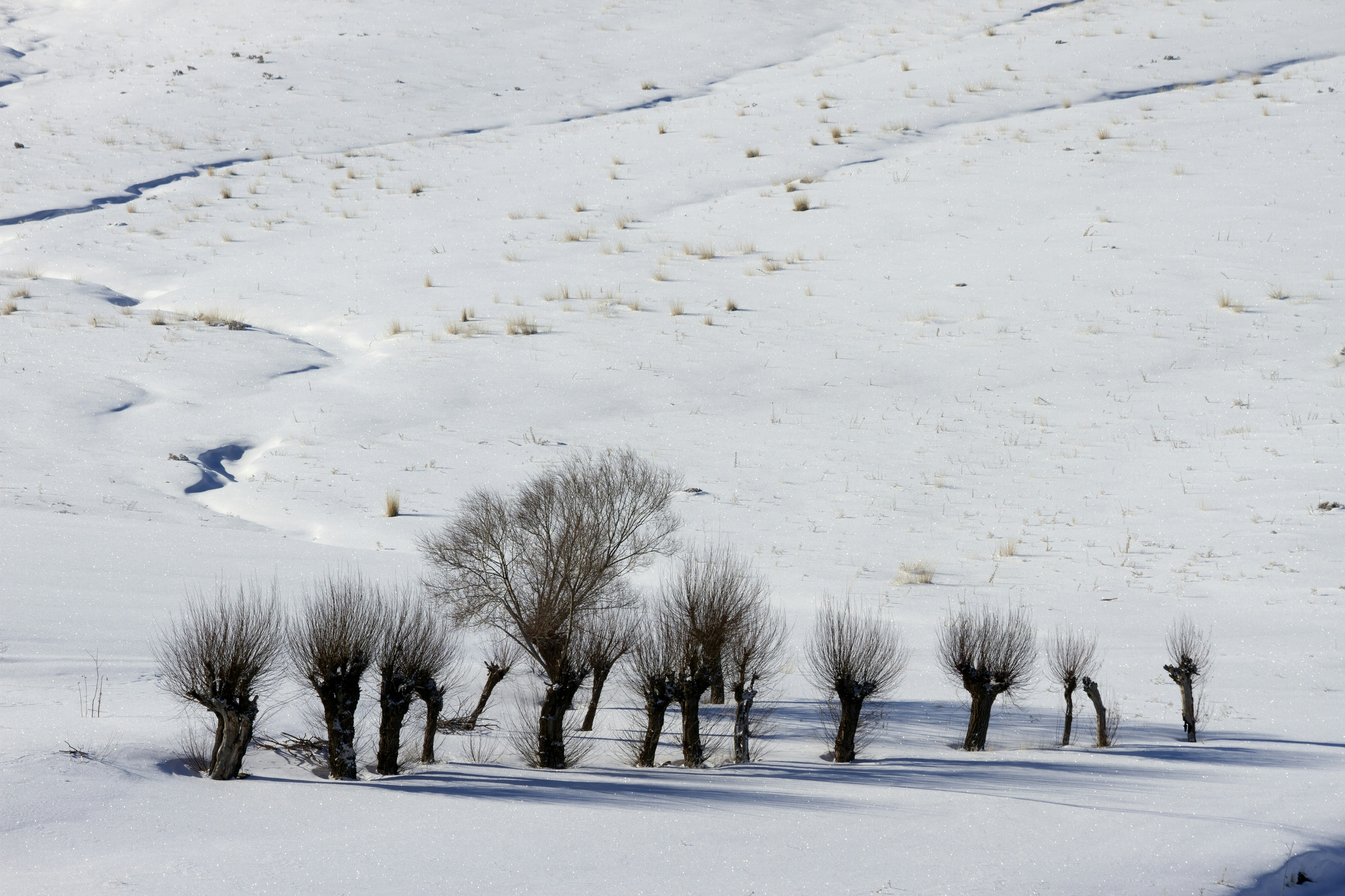 Photo by mostafa_meraji