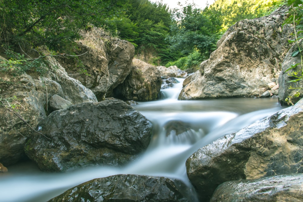 stream within a forest