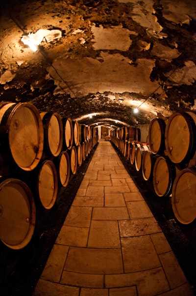 Viñedo