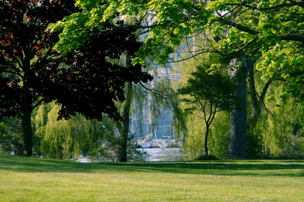 green leafy trees in green grass lawn in beach