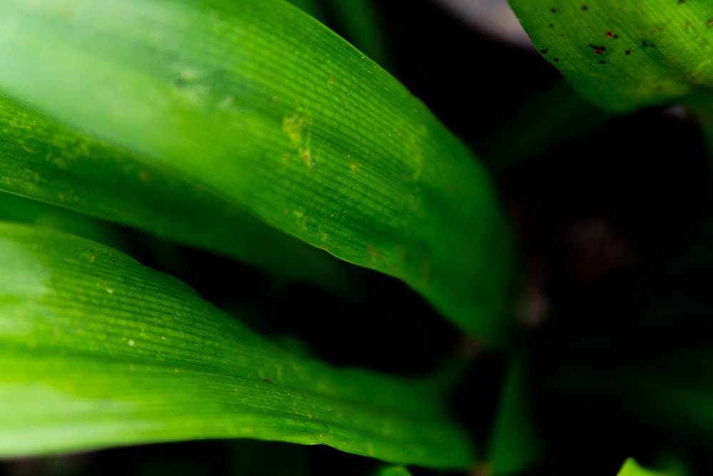 green long leaf plant