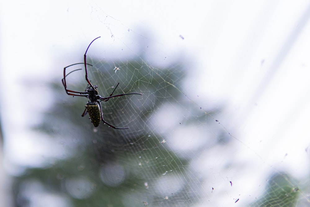 black and white spider on web