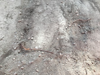 A dry, cracked soil surface with scattered stones and exposed tree roots. The texture is rough with visible erosion.