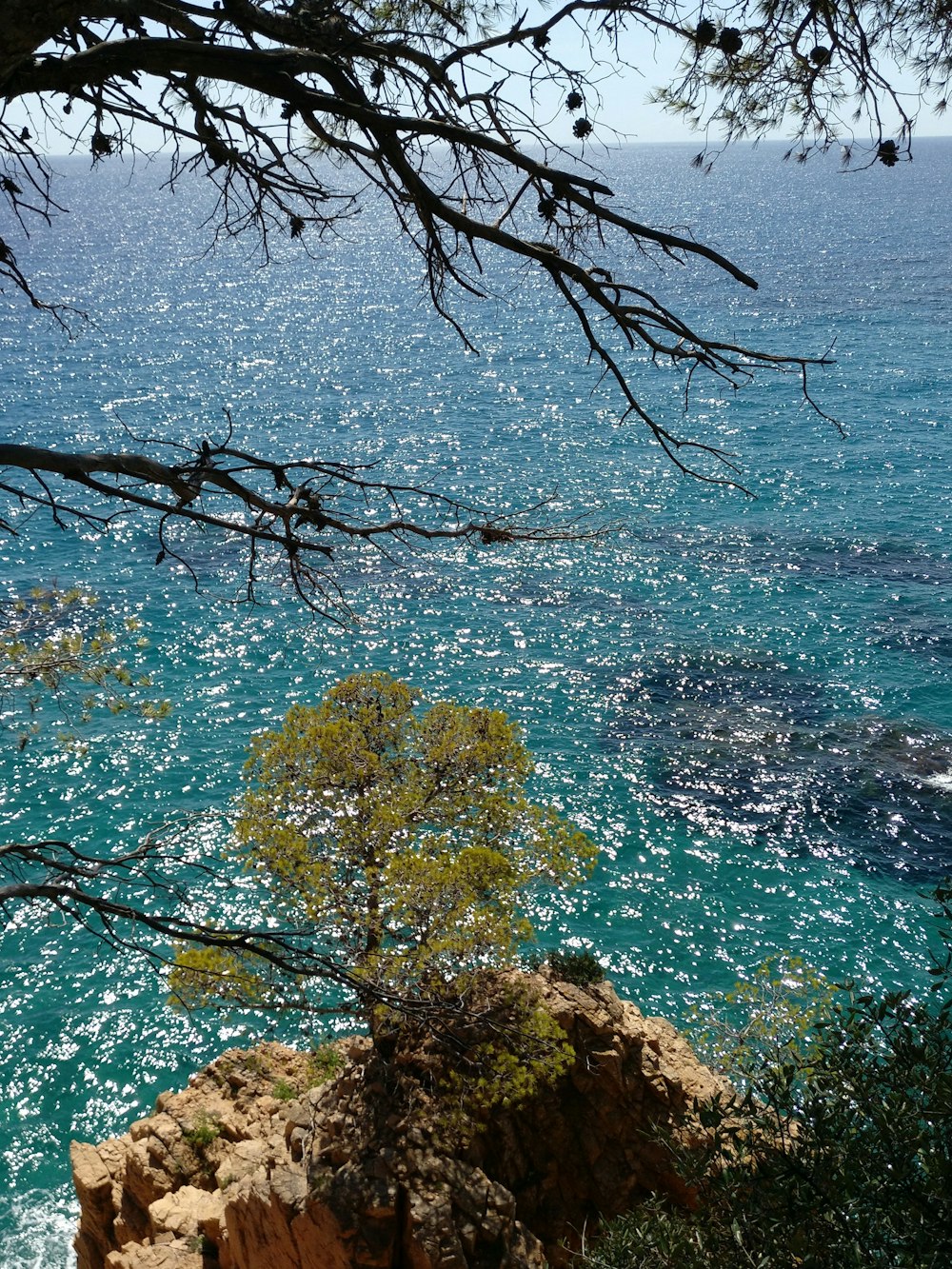 trees near body of water