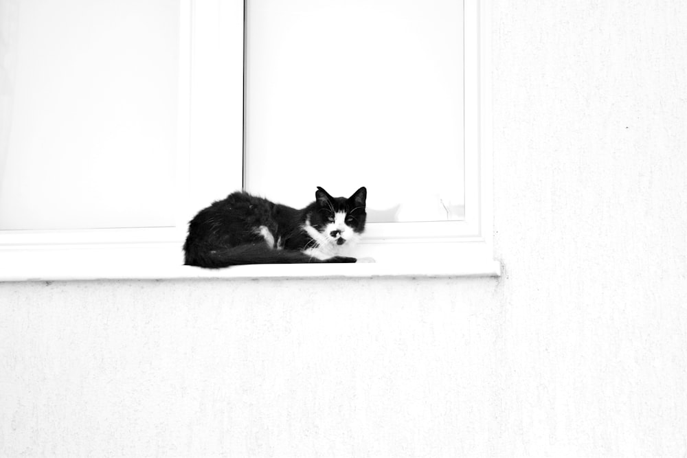 black and white tuxedo cat on window sill