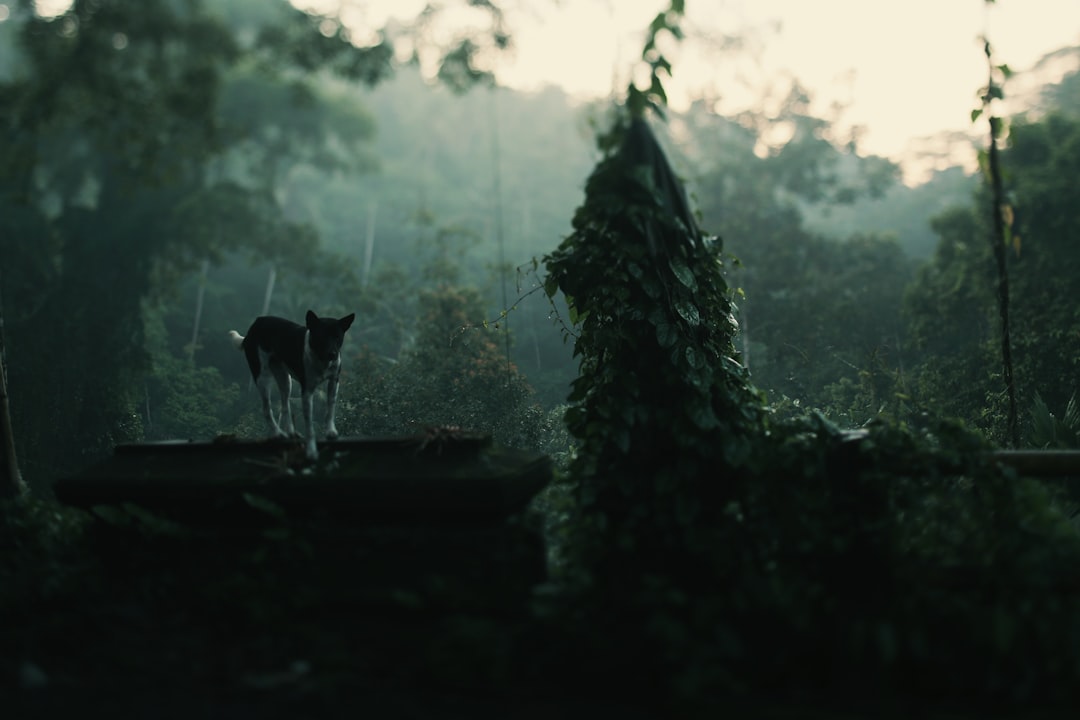 black and white dog