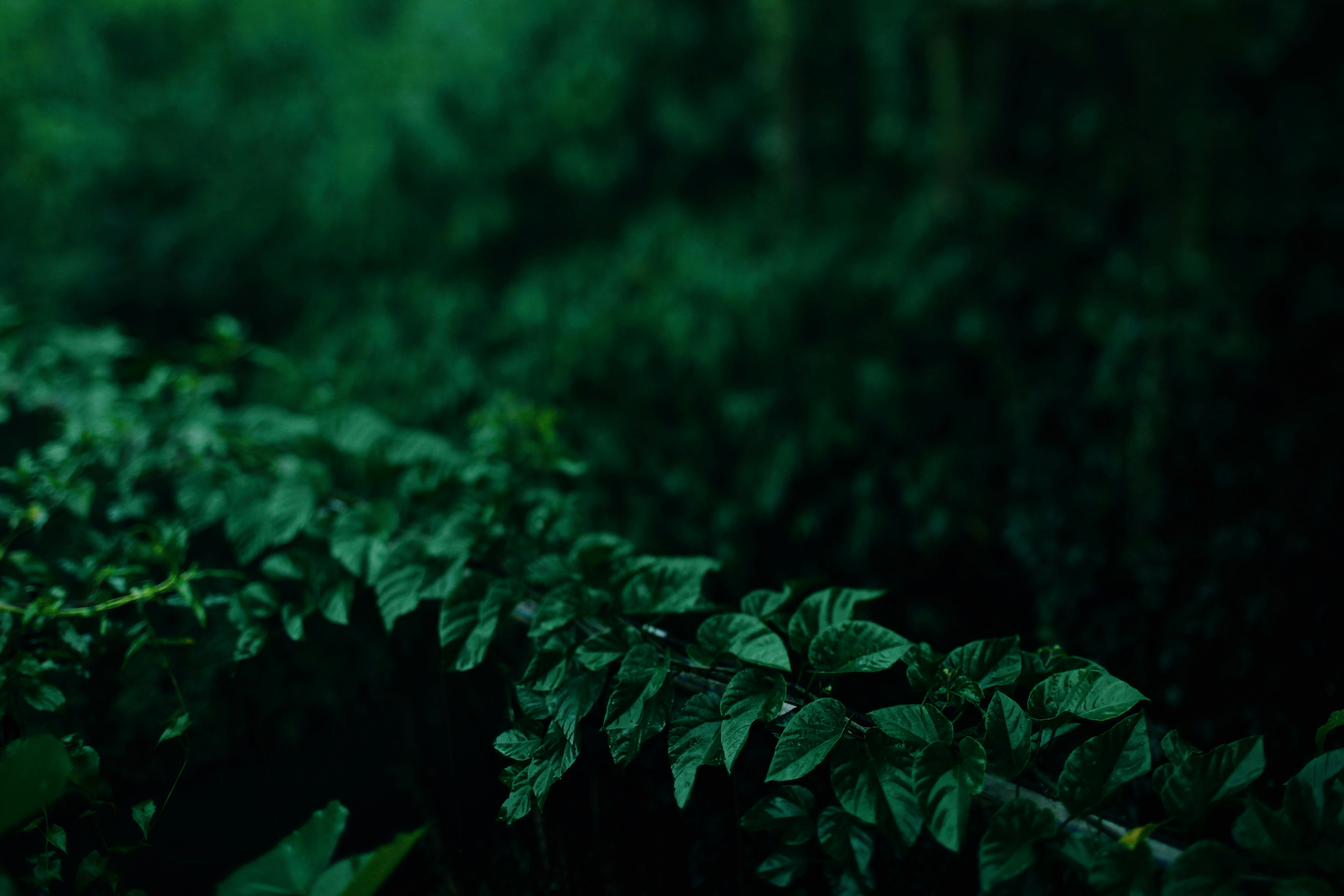 Photo by alexeydemidov