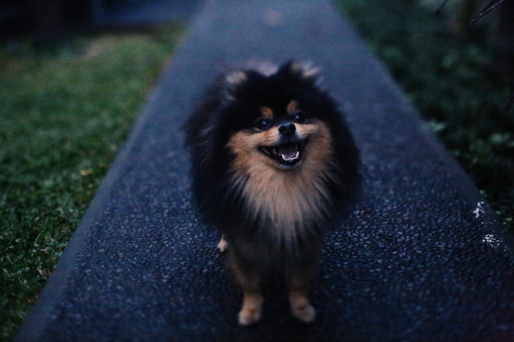 long-coated black and brown dog