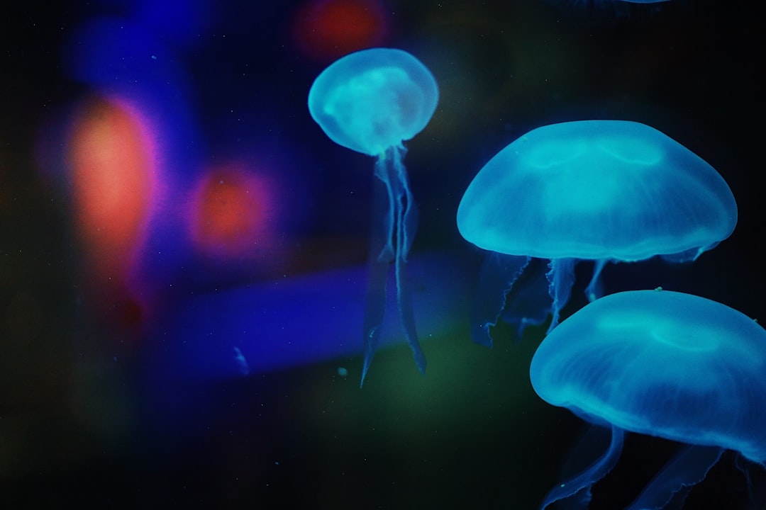 three white jellyfish
