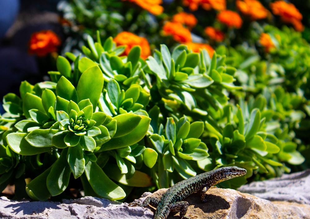 green succulent plants