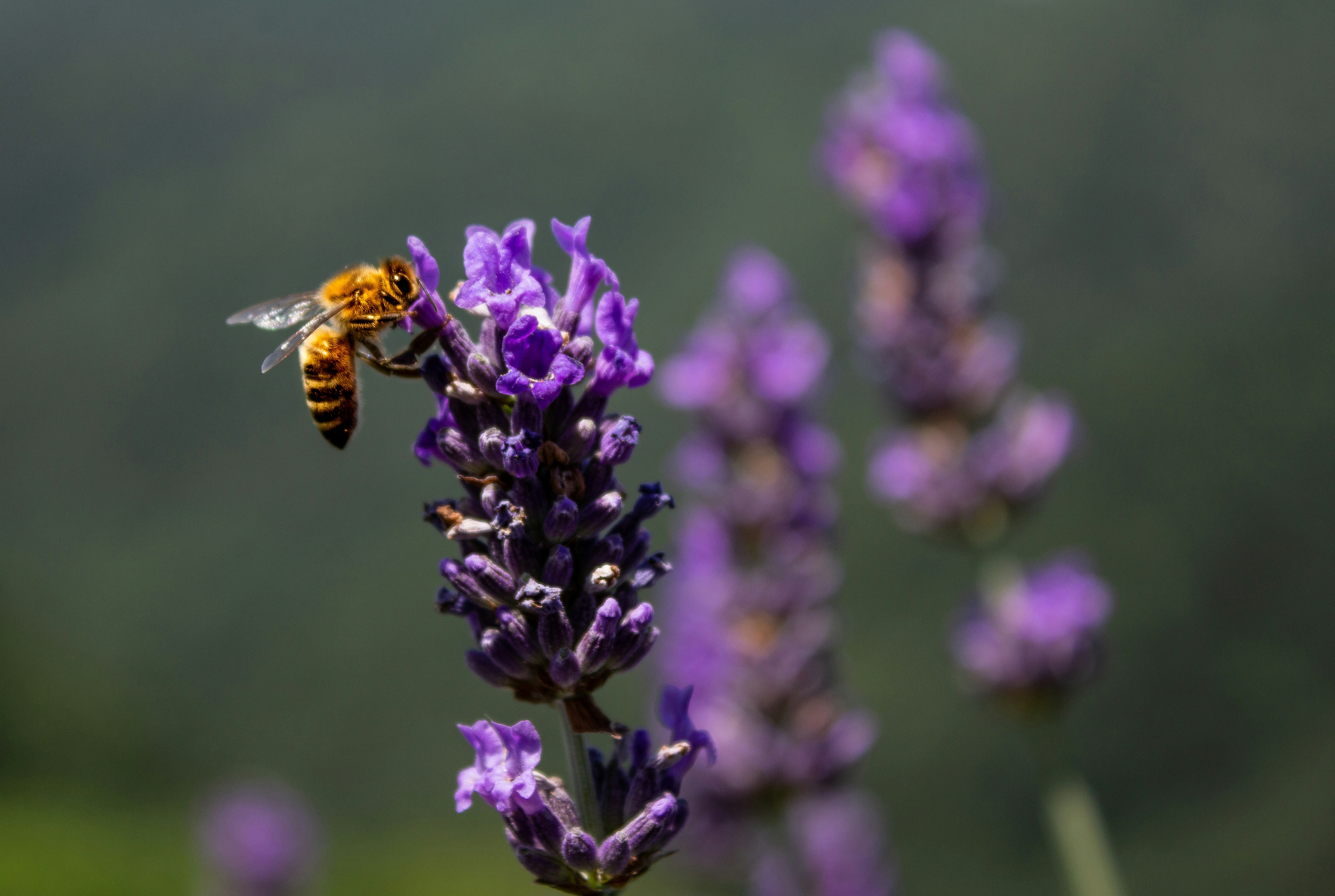 selective focus photography of yellow bee hovering on purple flower during daytime