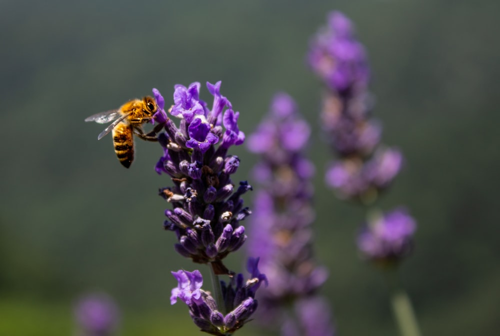 Fotografia de foco seletivo de abelha amarela pairando sobre flor roxa durante o dia
